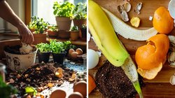 पौधों में जान डाल देंगे किचन वेस्ट से बने ये खाद, कम मेहनत में इस तरह करें आसानी से तैयार