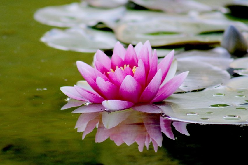 lotus flower significance