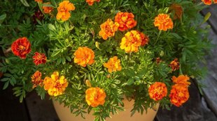 Marigold plant care tips, marigold plant care tips in winter, gende ke phool ki dekhbhal kaise karen