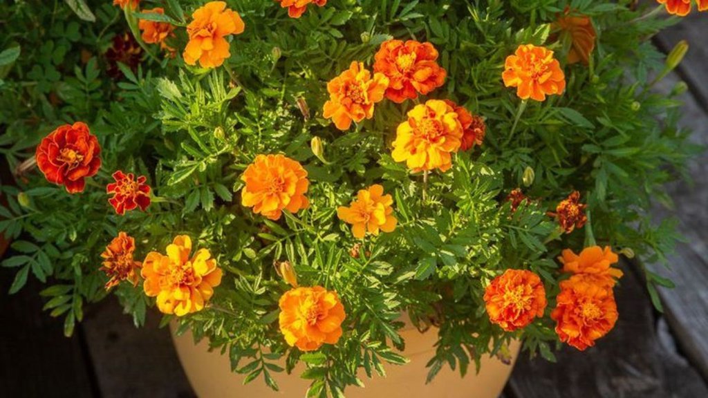 Marigold plant care tips, marigold plant care tips in winter, gende ke phool ki dekhbhal kaise karen