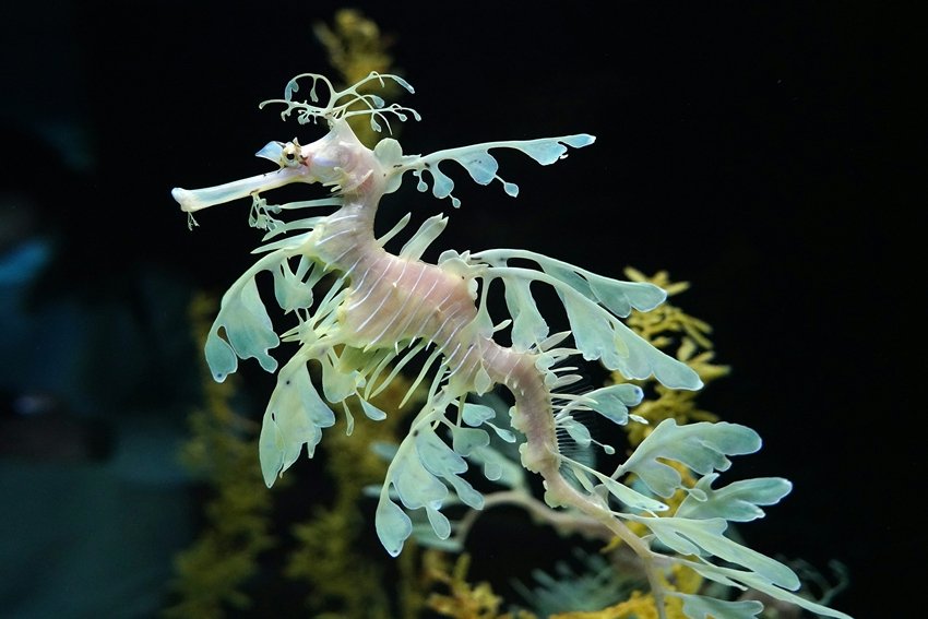 Leafy Sea Dragon
