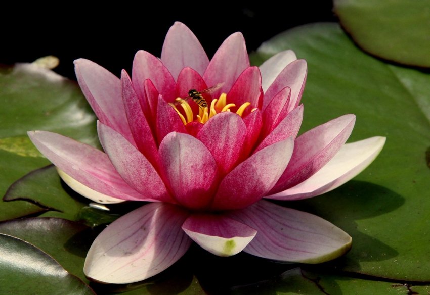 national flower lotus