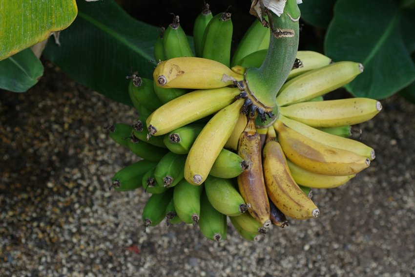 overripe bananas benefits