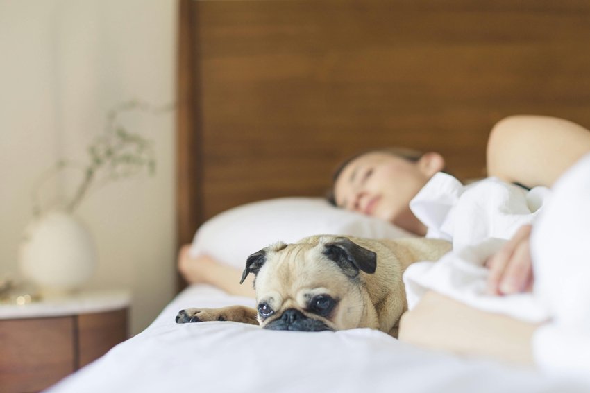 pets sleeping habits