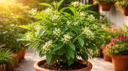 रात की रानी का पौधा गमले में कैसे लगाएं? इन आसान टिप्स से खुशबूदार फूलों से भर जाएगा आंगन