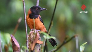 rare animals with toxins