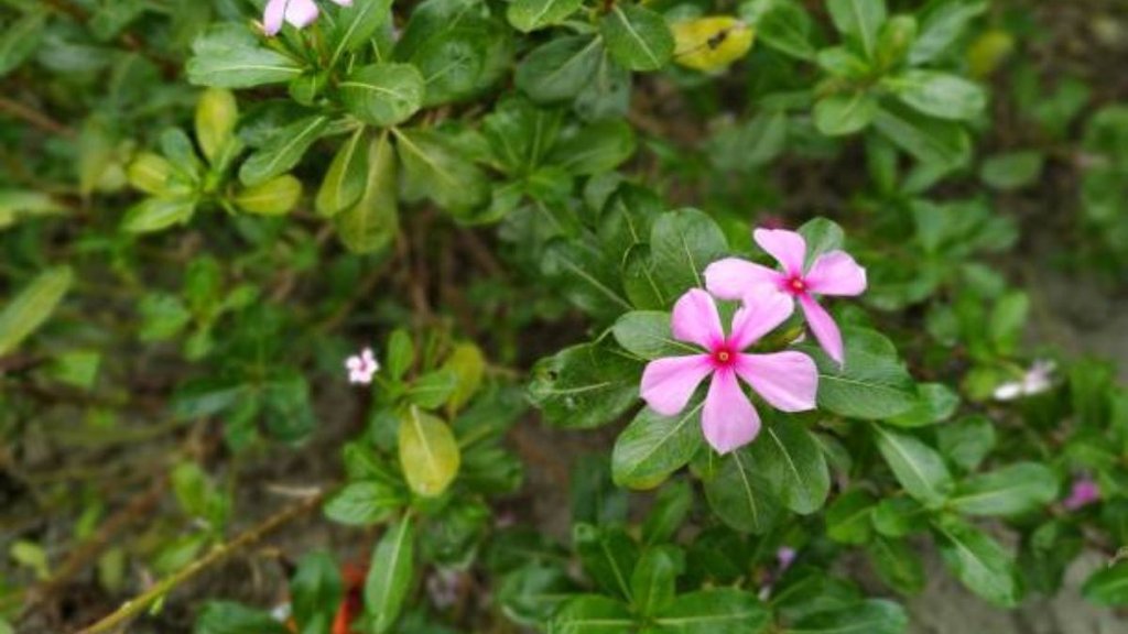 sadabahar ke fayde, Diabetes ayurvedic treatment sadabahar, Herbal plant for blood sugar control, Ayurvedic plant for skin problems, Medicinal plants in ayurveda, sadabahar plant health benefits, आयुर्वेद में सदाबहार का उपयोग, सदाबहार से घाव भरने का उपाय, सदाबहार मासिक धर्म में कैसे फायदेमंद, सदाबहार मुंहासों के लिए, सदाबहार का काढ़ा कैसे बनाएं, Sadabahar plant home remedies, सदाबहार मधुमेह में फायदेमंद, Sadabahar for diabetes, सदाबहार के पत्तों के फायदे, सदाबहार आयुर्वेदिक उपयोग, Sadabahar health benefits, सदाबहार के फायदे, Sadabahar plant benefits, सदाबहार पौधे के औषधीय गुण, Sadabahar ayurvedic uses
