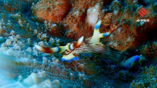 science and nature wildlife wonders
