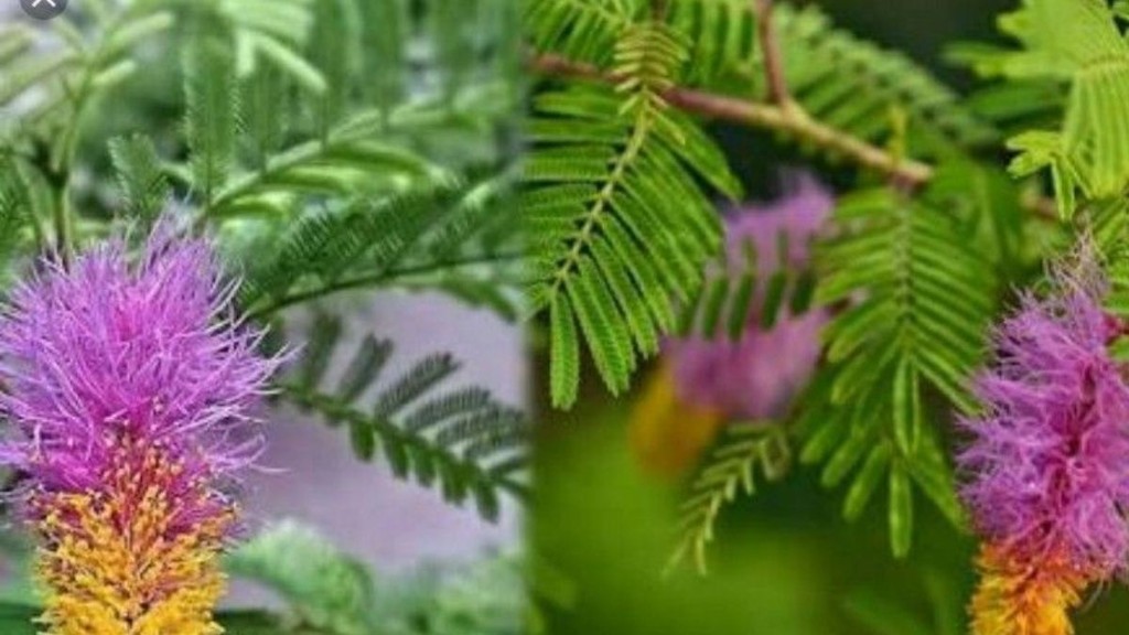 vastu tips, vastu tips in hindi, Vastu Tips For Tulsi, vastu tips, vastu tips in hindi,, vastu tips for shami plant, shami and kawala, shami and lord shani, shami shani sade sati, shani sade sati upay, shani dhaiya upay, shani dosh, rahiu dosh upay, best direction for shami plat, Defects of Shani, Signs of Shani, astro remedies to please shani,astro remedy to get rid of shani dosha,astrrological remedies for shani grah,shani dosh ke upay,shani grah ke upay,shani ke upay,shaniwar ke upay,trendingwidget, वास्तु शास्त्र, शनि साढ़े साती Vastu Tips For Shami Plant: