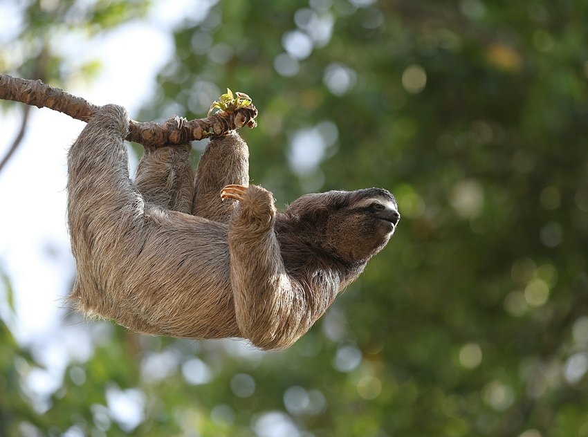 sloths cling and barely move