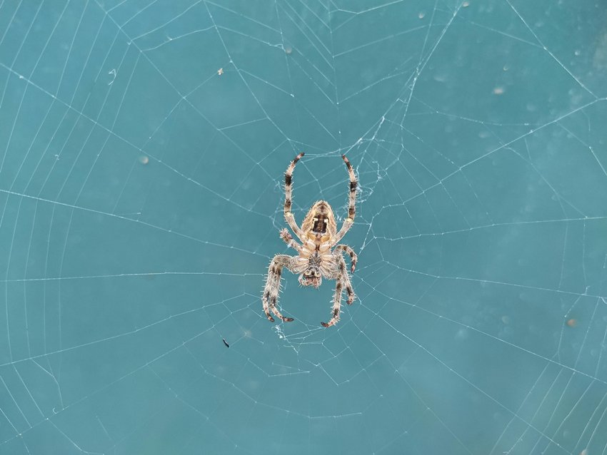 spiders go still with lowered responsiveness