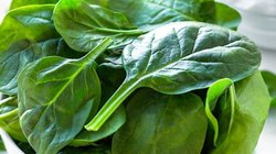 हर रोज पिएं एक गिलास पालक का जूस, यहां जानें इसे बनाने का सबसे आसान तरीका