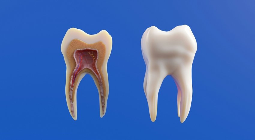 stem cell discovery in teeth