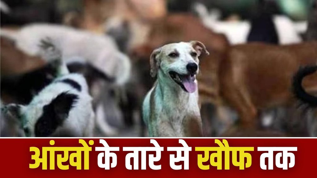 stray dogs, stray animals