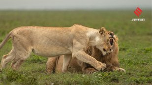 strange animal behavior facts