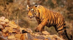 बाघों की मौत पर मध्य प्रदेश हाई कोर्ट गंभीर, केंद्र और राज्य सरकार को नोटिस