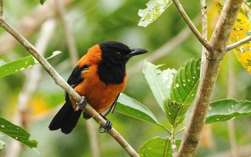 toxic birds in the world