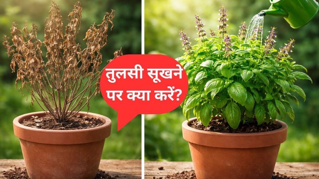 How to save a drying tulsi plant during winter | Sukhi tulsi ko hara bhara kaise karen | Homemade fertilizer for Tulsi plant