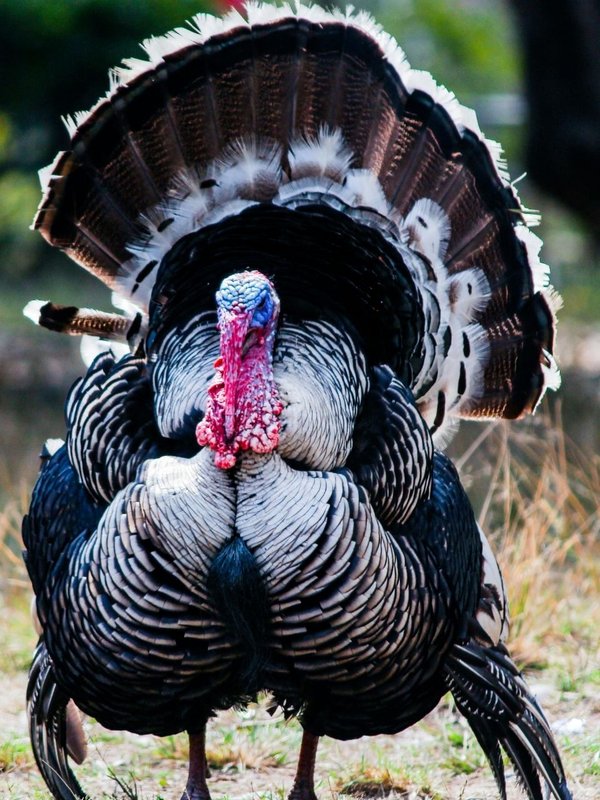 turkey bird name origin