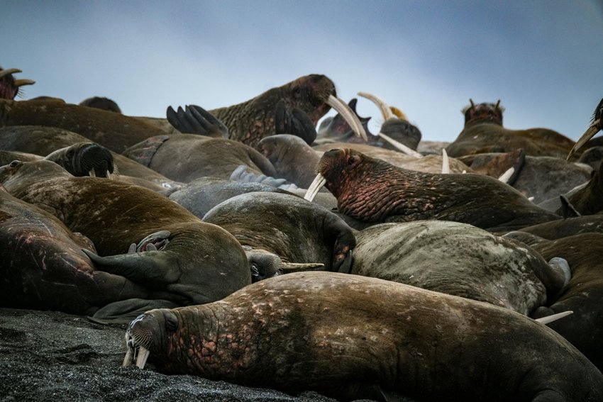walruses bob asleep
