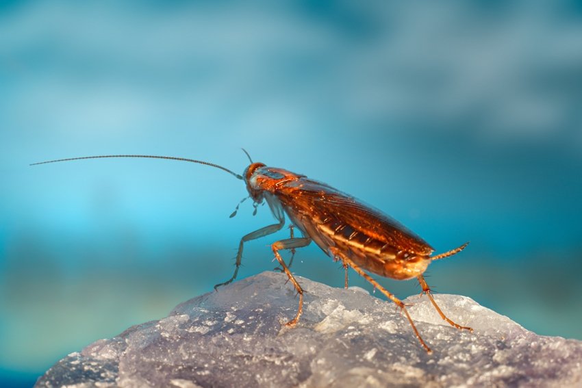 why cockroaches clean themselves