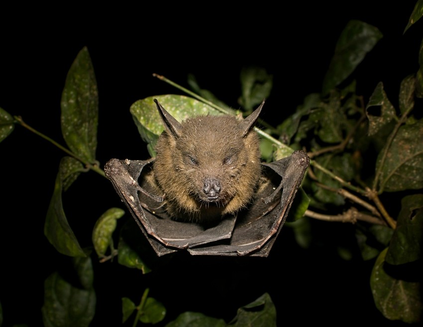 Acoustic mapping in bats