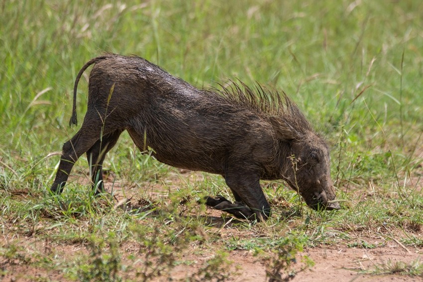 Fascinating zoology facts