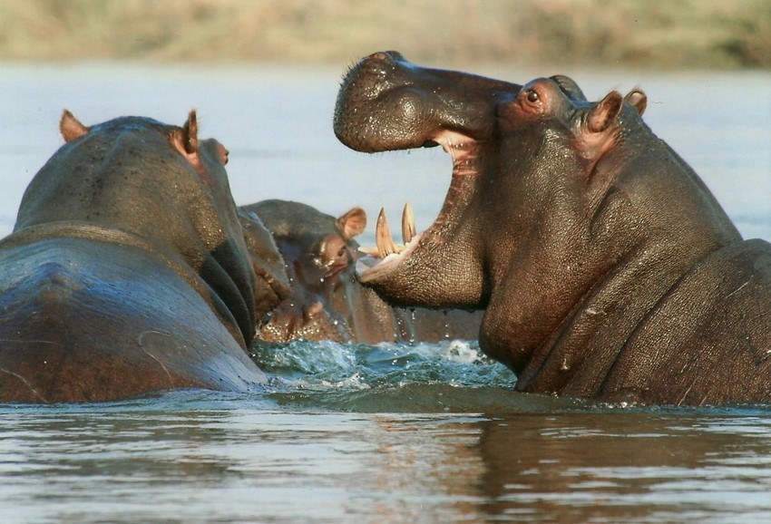 Animal dominance and hierarchy