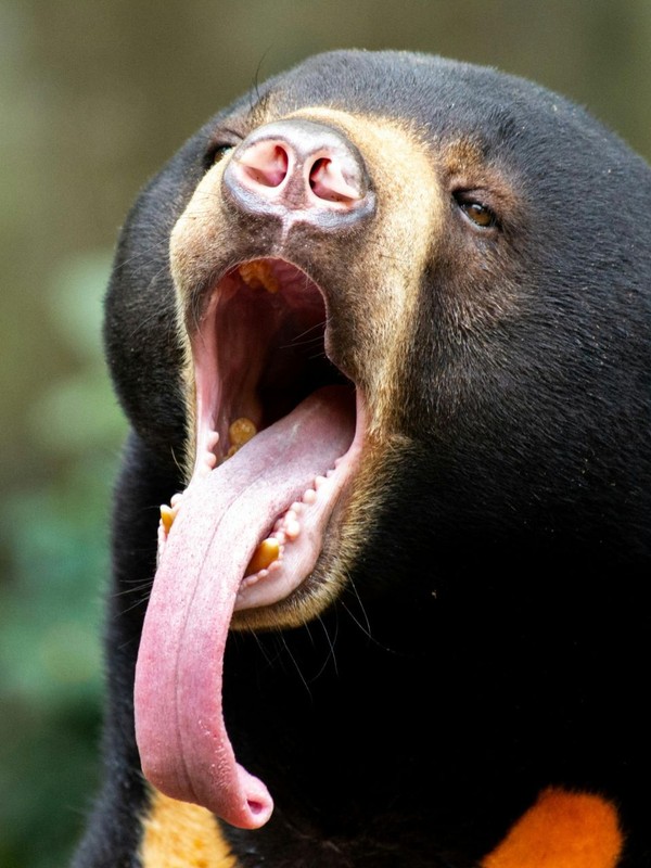 Animal with tongue longer than body