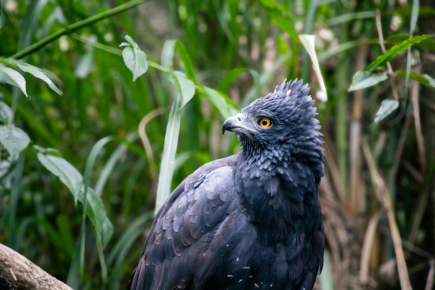 Animals That Prove Nature Is Stronger Than Any Machine