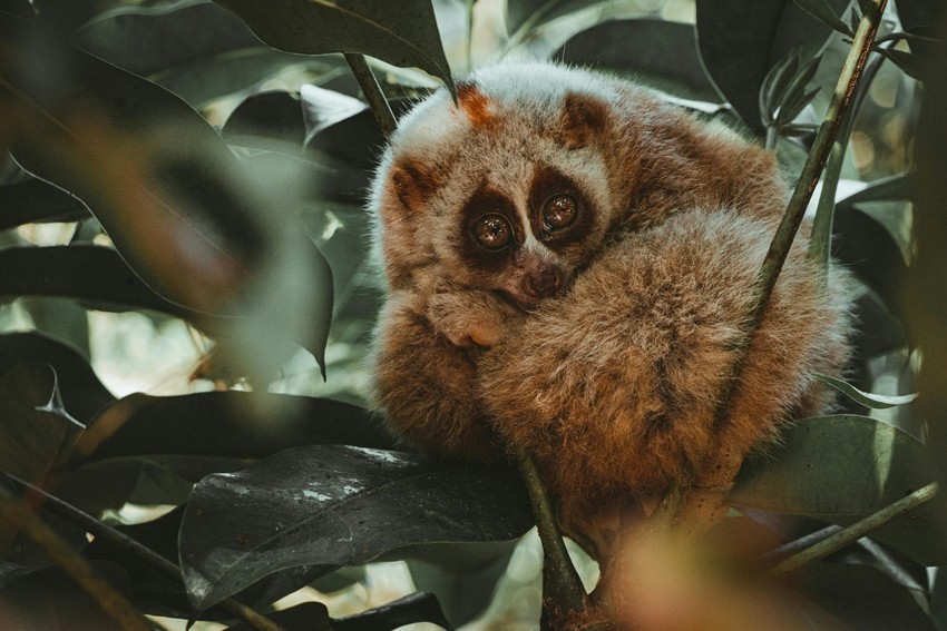 Animals that can kill in seconds