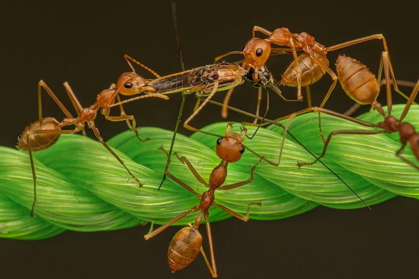 Animals that fight to the death