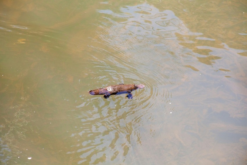 Animals without stomach