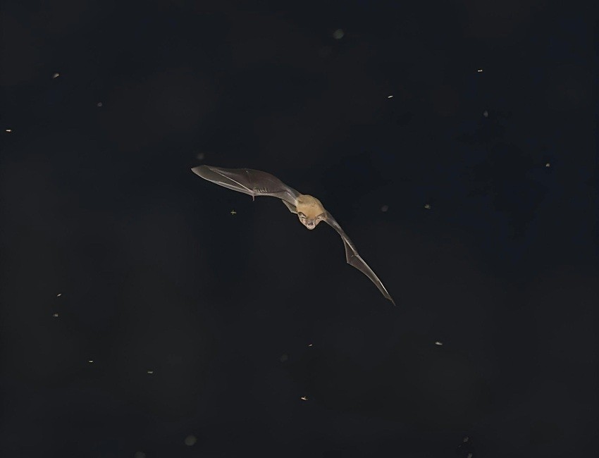 Bat navigation techniques