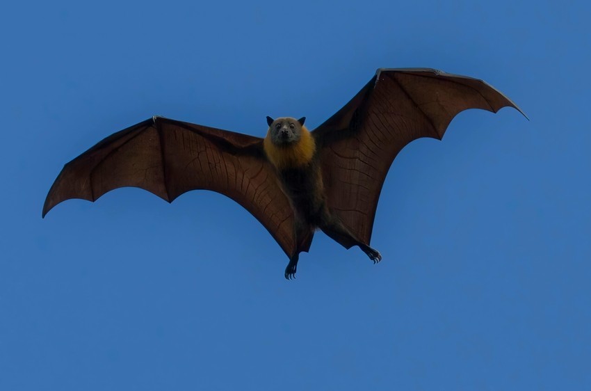 Bat senses and hearing