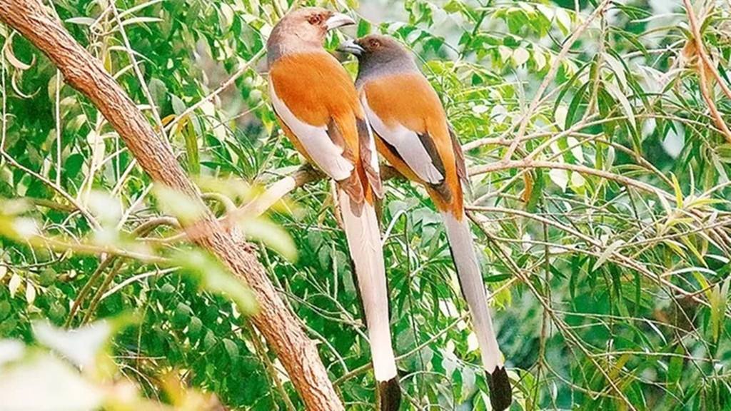 पक्षियों को निहारना हमें यह भी याद दिलाता है कि हम इस धरती के अकेले उपभोगी नहीं हैं। हम एक विशाल जीवन-जाल का हिस्सा हैं, जहां हर जीव का अपना स्थान है, अपनी भूमिका है। (Photo: Ranjit Lal)
