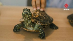 Bizarre Turtle Abilities That Are Scientifically Proven