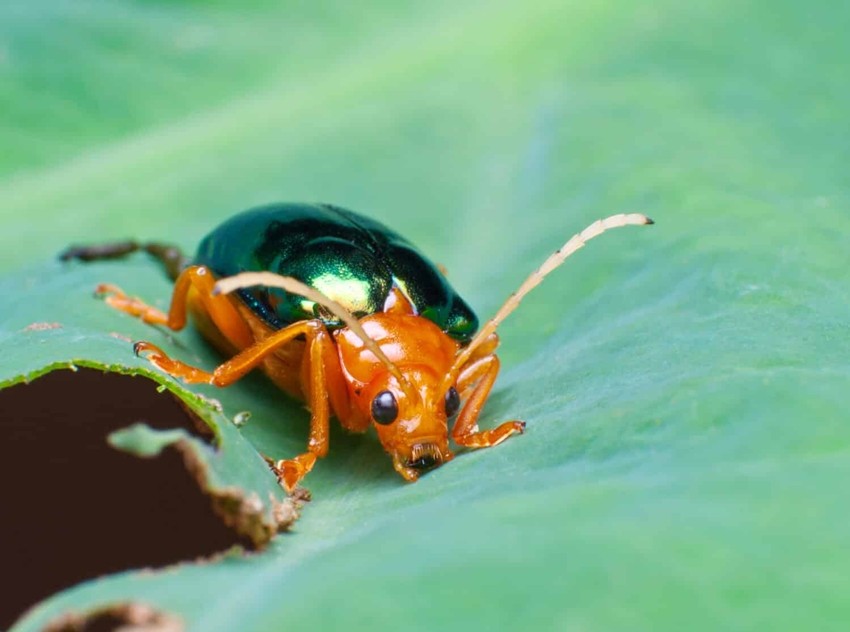 Bombardier Beetle