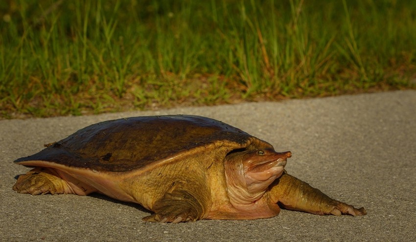 Chinese softshell turtle