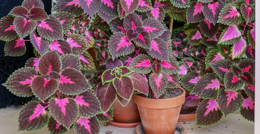 Coleus