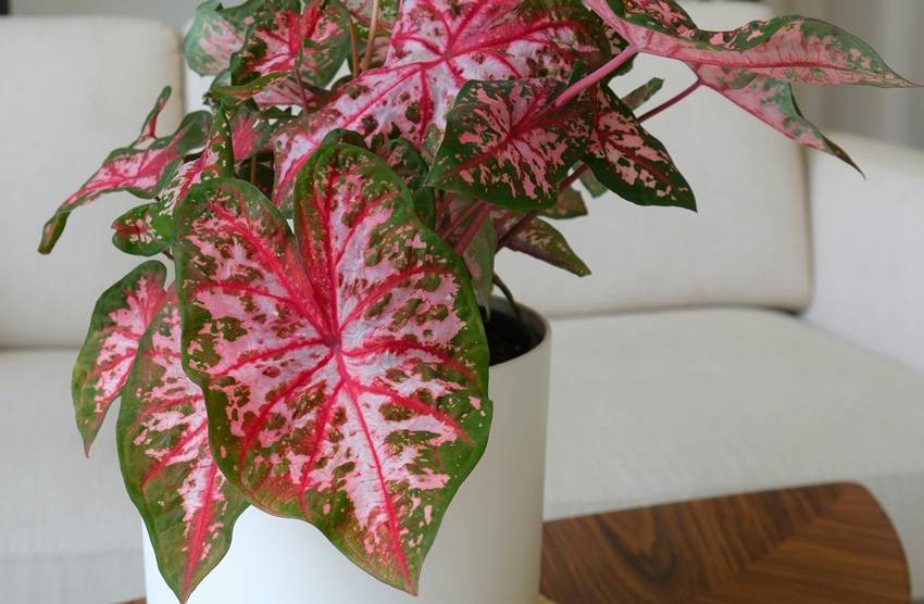 Color changing plants