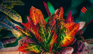 Color changing plants