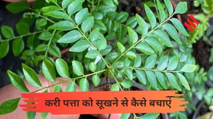How to save curry leaf plant, Curry leaves drying tips
