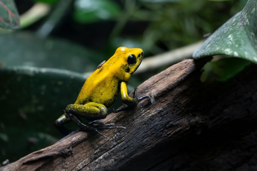 Cute but deadly animals