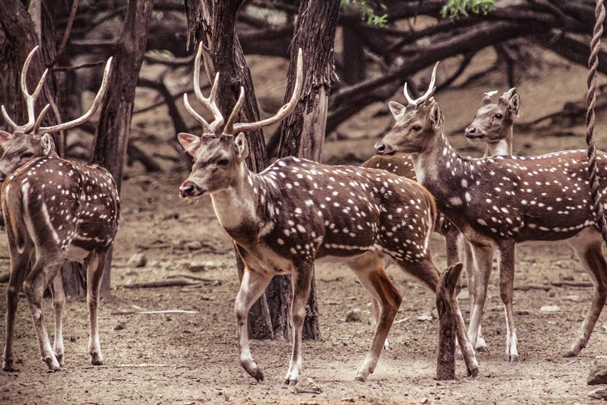 Dangerous animal conflicts