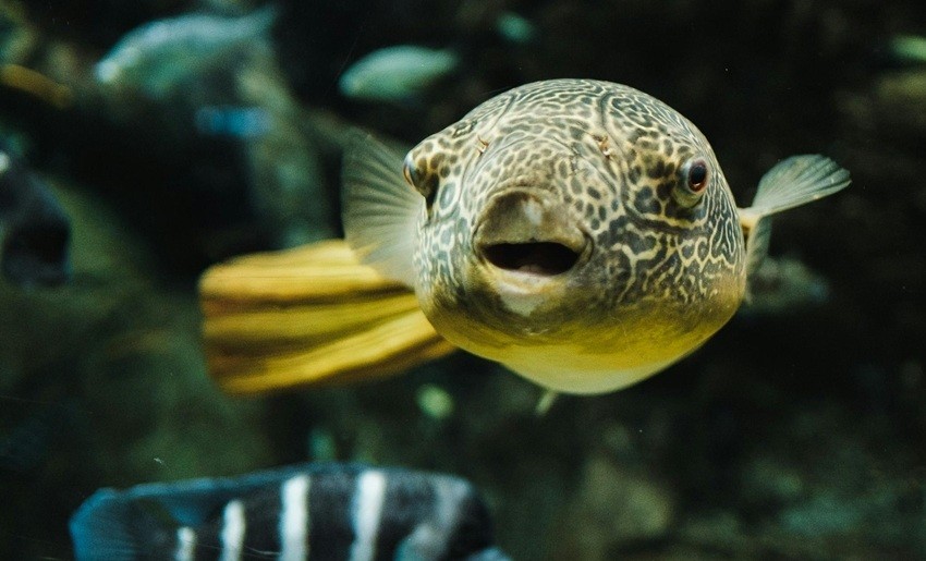 Dangerous animals that look harmless