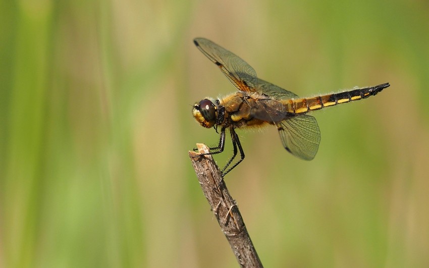 Dragonfly