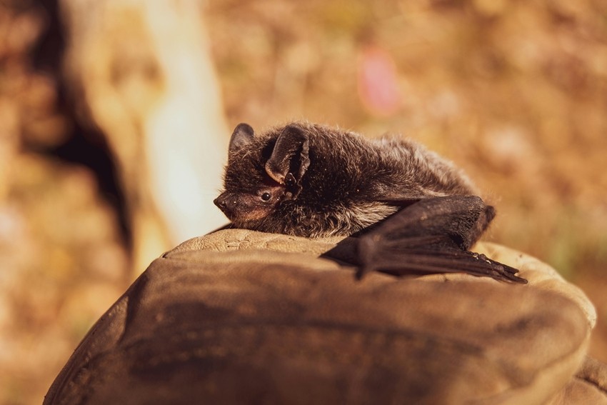 Echolocation in bats explained