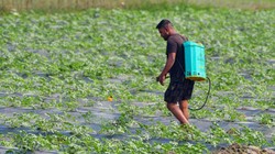 AI के जरिए कृषि क्षेत्र में आएगा बदलाव, बढ़ेगी पैदावार