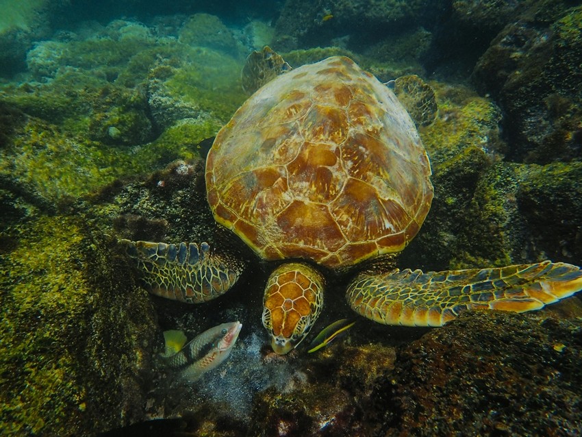 Fitzroy River turtle